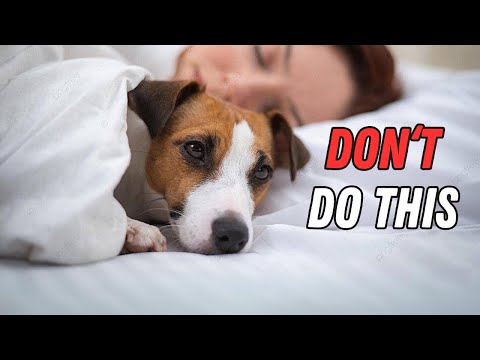 How You Hurt Your Jack Russell Without Realizing