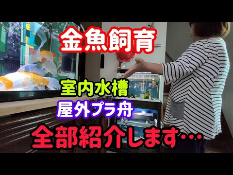 [金魚]　60歳過ぎてからの金魚飼育金魚ハマりましたね…水槽全部ご紹介させて頂きます🤣🤣#goidfish