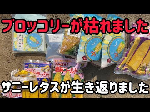 凡ミスも日々成長の過程ですね。と言い聞かせてとうもろこしの種が全部揃ったので大公開