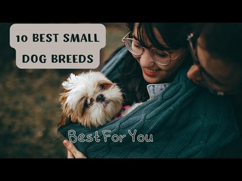 Most Adorable Small Dog Breeds | Pets Guide