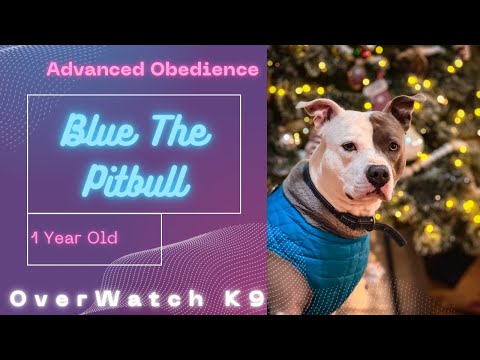 Blue | 1 Year Old Pitbull | Advanced Obedience | Before and After | OverWatch K9 Academy