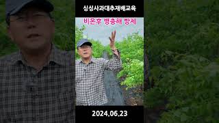 사과대추 비온후 병충해방제 , 240623 , 싱싱사과대추재배교육  #사과대추비온후방제 #사과대추방제주기 #사과대추비온후방제이유