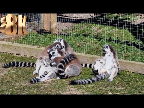 Only Lemurs Can Do This - Don't Miss the End! (8K Video at Blair Drummond Safari Park)