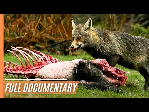 The Armoured Warrior - Unique and Mysterious Woodlands | Full Documentary