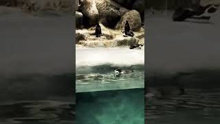 penguin 🐧#india #zoo #mumbai #viral #shorts #videos #like #youtube #short #animals #subscribe #love