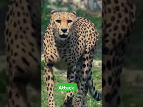 Attack on: leopard 🐆 #shortvideo #wildanimalsafari #wildlifesafari #safaris #animals