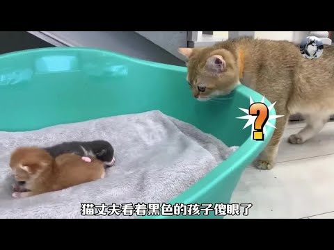 主人捡了只小奶猫，结果导致猫夫妻感情破裂，母猫太难了#猫咪