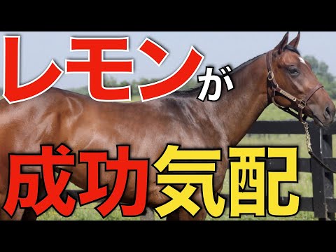 期待の新種牡馬レモンポップに朗報！同配合の種牡馬が示す成功の兆し。