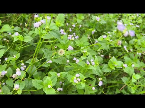 아름다운 피아노음악 모음🌲하루10분 만병을 치료 해주는 힐링 명상 기치료 음악 및 영상 - 아침음악, 힐링음악, 명상음악, 스트레스해소음악