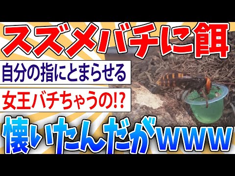 【ヤバい】ワイ、蜂を飼い始めたんだが、これもしかして女王バチか【2ch面白いスレ】