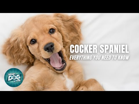 Cocker Spaniel Dogs 101 - Everything You Need to Know