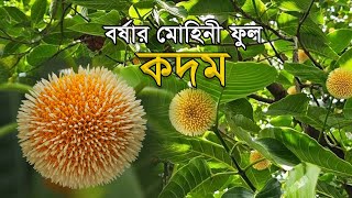 বর্ষার মোহিনী ফুল কদম | Burflower | Prokriti Kotha