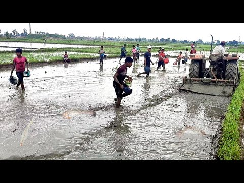 গ্রামের বাচ্চাদের মাছ ধরা!ভিডিও টি দেখলে সেই ছোট্ট কালের কথা মনে পড়ে| village Fishing Video