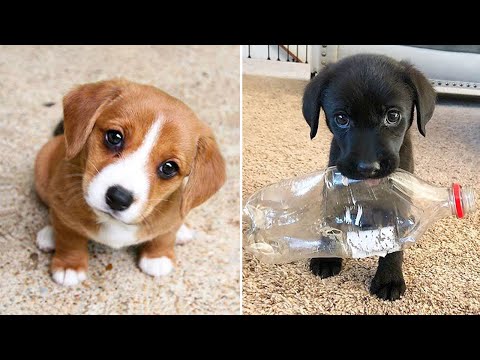 Baby Dogs 🔴 Cute and Funny Dog Videos Compilation #29 | 30 Minutes of Funny Puppy Videos 2022