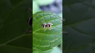 Araña Zebra. vídeo de amigo Jorge BC.#amazingspider #aracnideos #aranha #spider #arañas #aranhas