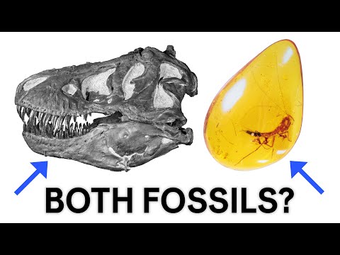 What is a fossil?