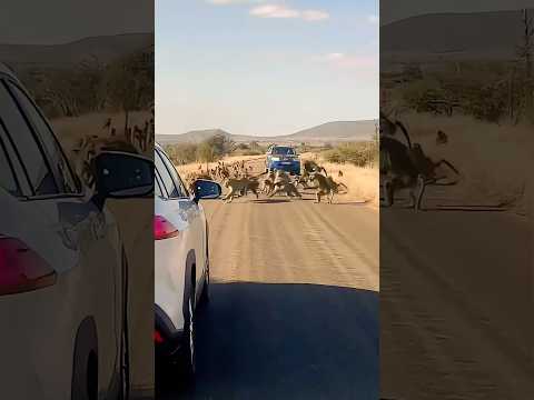 A group of 50 baboons attacked the leopard || #wildlife #attack #trending  #viralshorts #shorts