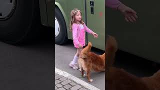 Incredible Dog Rescues Kittens from Bus - Inspiring Story #shorts