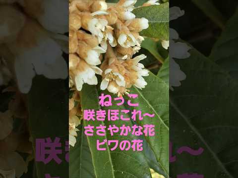 ねっこ(キングヌー)咲き誇れ細やかな花でいい2025 #music  #song #キングヌー #ねっこ  #flowers　#osaka #anime #nature #海に眠るダイヤモンド