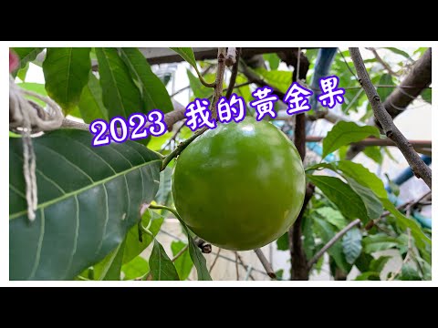 都市庭院～2023 黃金果成長記錄-EP 05