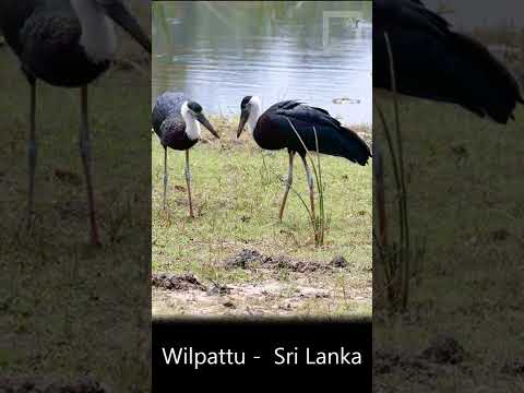 Woolly-Necked Stork  from Wilpattu, Sri Lanka