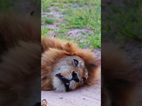 #lion #krugersightings #animals #kruger #lionking #krugernationalpark #cute #wildlife #cutetings