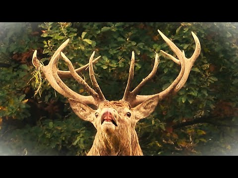 RED DEER RUT 2024  👀 HUGE STAG Defends Woodland Against Rivals 👀  Cervus elaphus