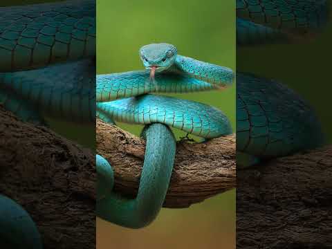 Why don't snakes die by their own venom?|| #shorts #trending #viral #snake #science #education