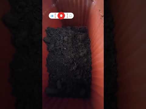 Growing Marigold and Chrysanthemum #terracegarden #garden #homegarden #shorts #short #shortvideo