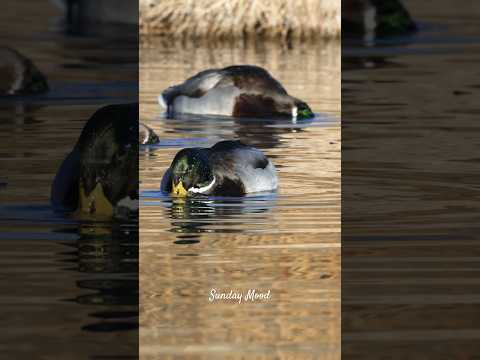 Ducks in December at the Park.