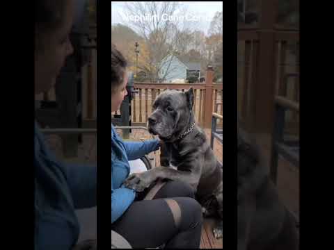 Cane Corso credit song: Finding a Place #canecorso #canecorsolovers #largebreed #italianmastiff