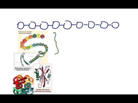 Protein Structures