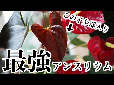 【観葉植物】最強のアンスリウムを紹介｜銅葉でお花も楽しめる【デリカータ】