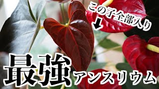 【観葉植物】最強のアンスリウムを紹介｜銅葉でお花も楽しめる【デリカータ】