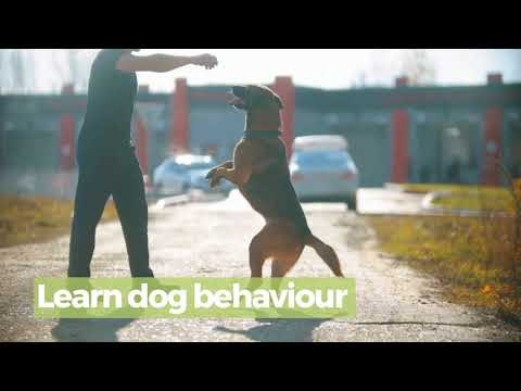 Dog Care and Dog Training