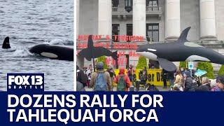 Dozens rally for Tahlequah orca in Olympia, WA