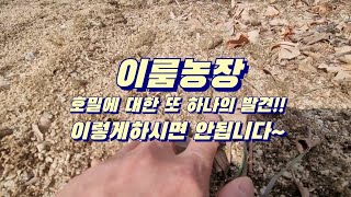 이룸농장 - 호밀에 대해 또 하나 알게 되었습니다. 이렇게하시면 안됩니다~