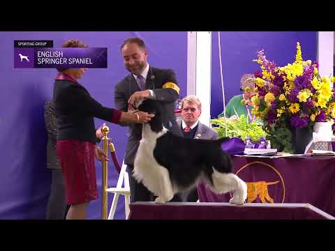 Spaniels (English Springer) | Breed Judging 2024