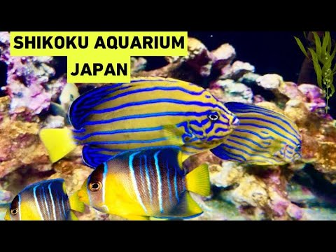 四国水族館,SHIKOKU AQUARIUM relaxing Aquarium