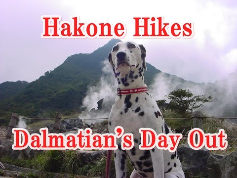 Hakone Hikes: Dalmatian's Day Out