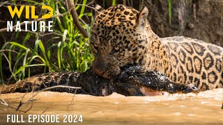 🔴WILD AMAZON | Mysteries of the Ultimate Predators | Animal documentary