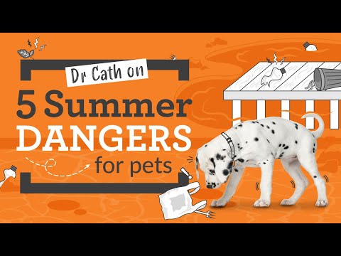 5 Summer Dangers For Dogs | Dr Cath Explains