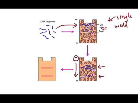 Gel Electrophoresis