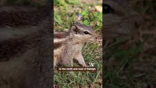 Watch Out for Chipmunks! 👀🐿️ || #chipmunk #data #animals #cuteanimals #report #nature #conservation