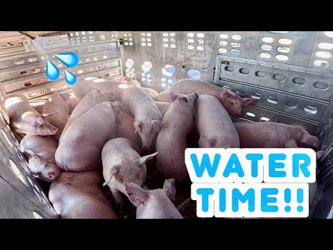 Giving These Pigs A Nice Refreshing Cool Down