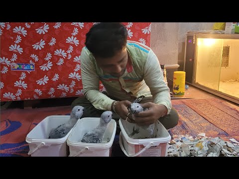 Birds Parrot Baby Hand Feeding Formula Tips /  making New Birds Farm in Odisha