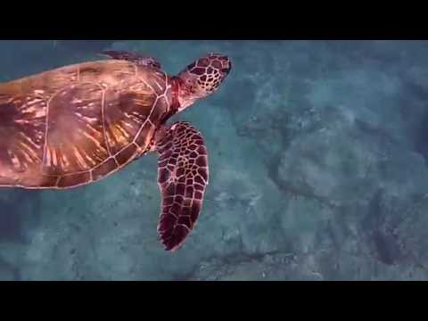 Teralani Maui Snorkel Tour to Honolua Bay, Maui, Hawaii