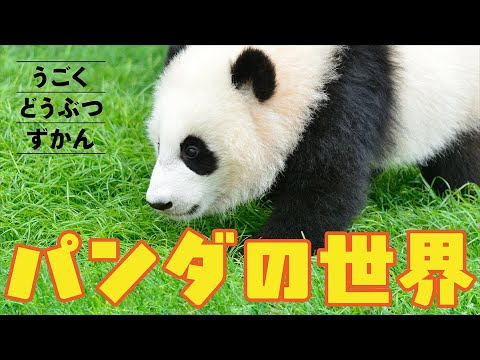 【動物】うごくずかん〜パンダ〜