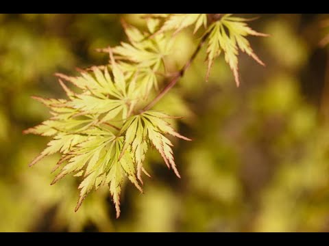 Acer palmatum 'Asayake' Japanese Maple