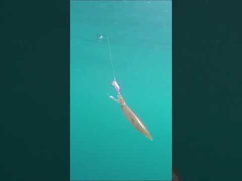 Catching sailfish on snapper gear